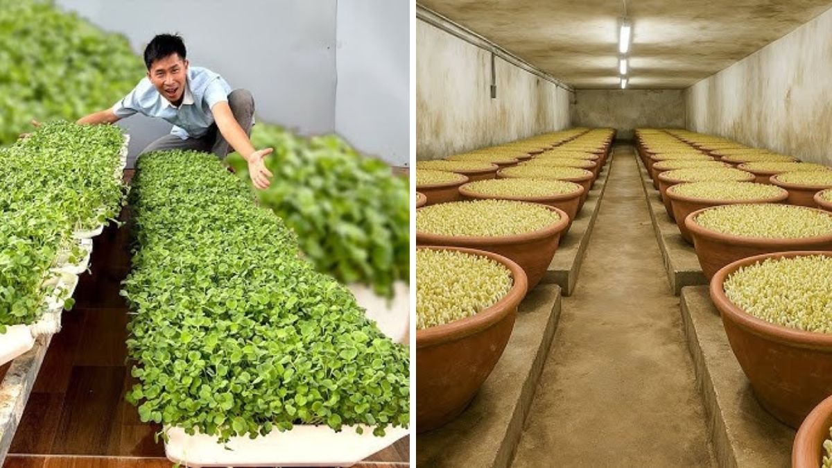 Harvest in Just 3 Days, No Soil Required – Easy to Grow, Extremely Nutritious!