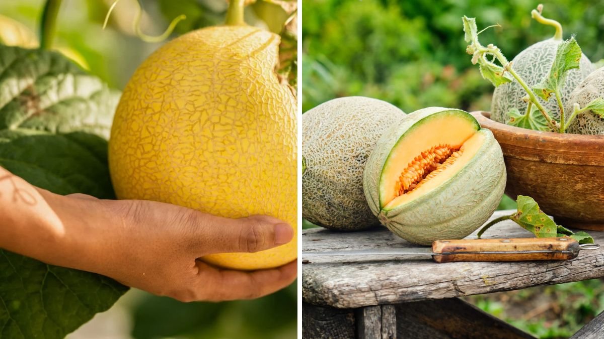 Avoid This Critical Mistake and Grow Big, Sweet Melons