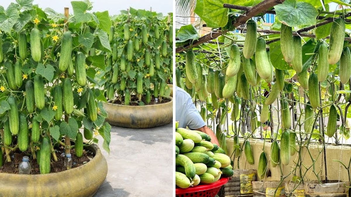 Harvest Cucumbers Triple Yield from Just 1 Square Meter of Land: Smart Gardening Techniques