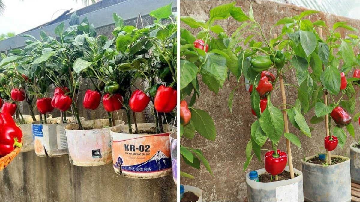 I Never Thought Growing Bell Peppers Could Be This Easy (Expert Tips + Latest Advice)