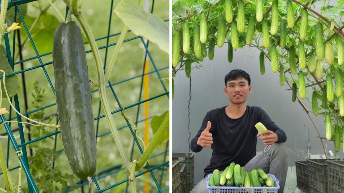 10 Little-Known Tips for Growing Cucumbers That Triple Your Harvest