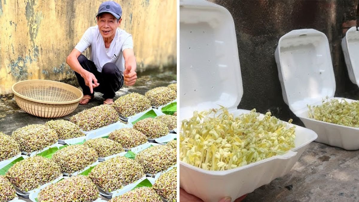 Tips to Grow Plump Bean Sprouts in a Foam Box: Fast, Cheap & Safe Guide