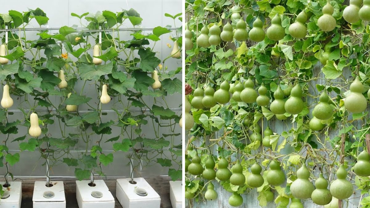 Secrets to Growing Climbing Pumpkins With Big Fruits & Super High Yields