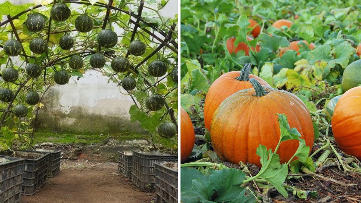 No Garden Needed! New Way to Grow Pumpkins – Harvest 5 Times at