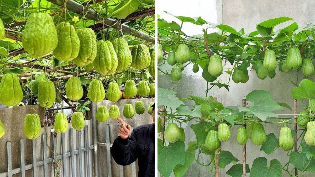 No Garden, No Money, No Skills: Grow Chayote at Home Easily