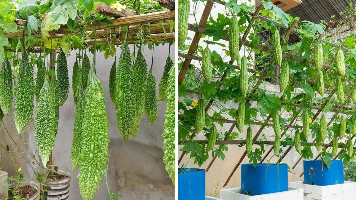 Shocking! Grow Bitter Melon This Way for 10X the Harvest – Proven Tips for Incredible Yields