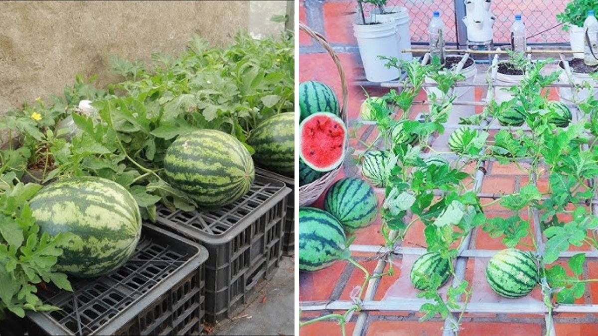 Use This Simple Watermelon Trick and Forget Ever Buying Them – Easy DIY Watermelon Growing Guide