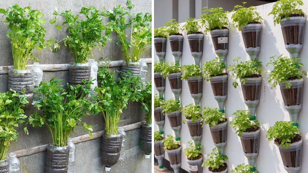 Instead of Buying, I Grow Celery This Way – 5x More Harvest!