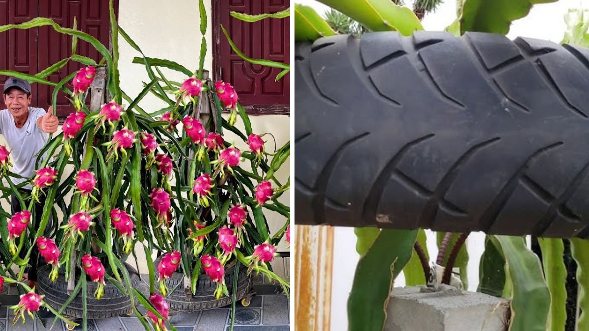 How Recycling Old Tires Can Boost Dragon Fruit Growth