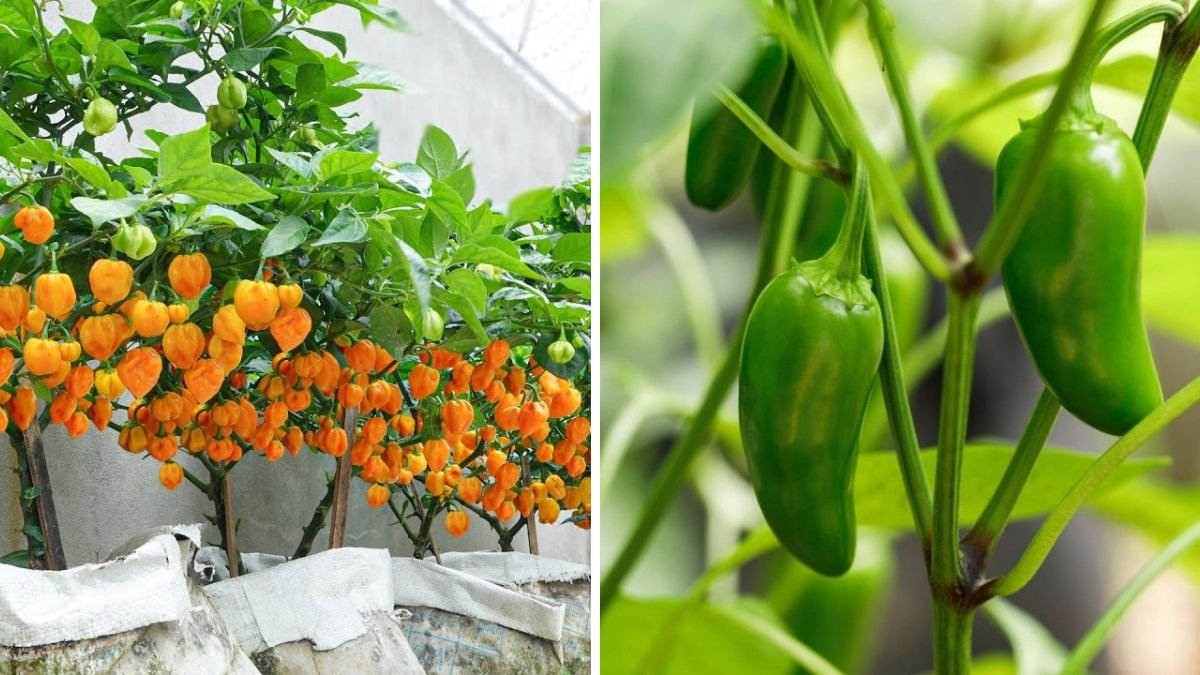 Super Fruitful Chili Peppers: Tips to Grow Anywhere for Lots of Fruit and Super Yields