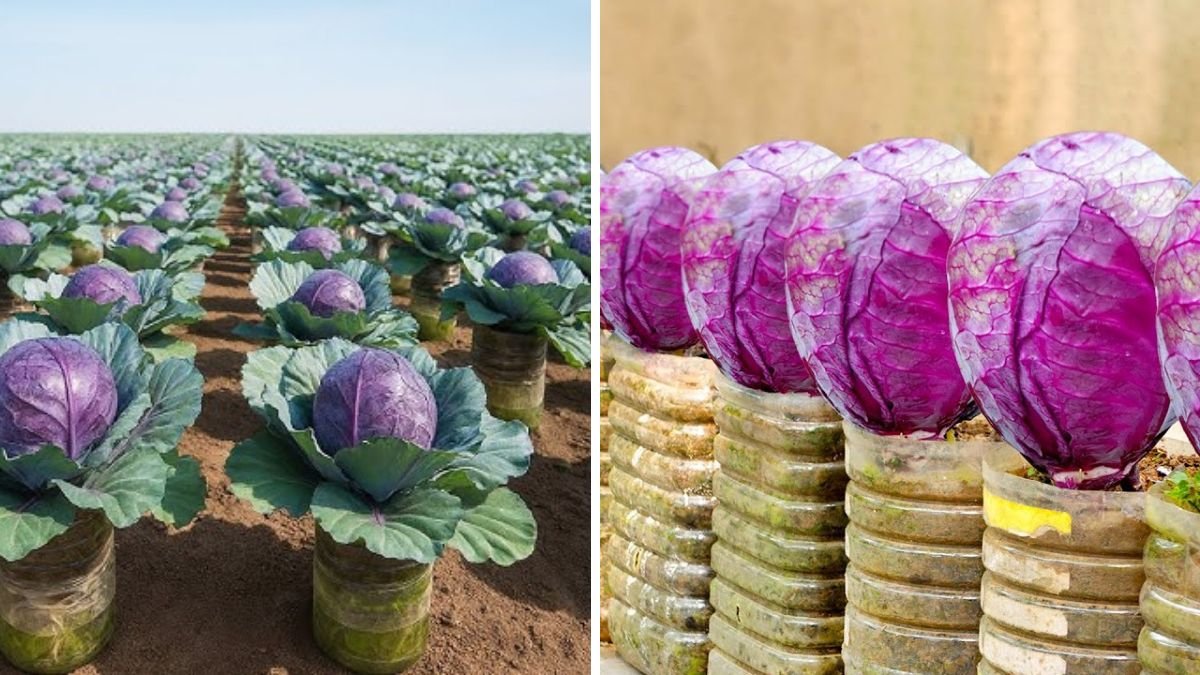 How to Turn Old Plastic Bottles Into a Thriving Purple Cabbage Garden