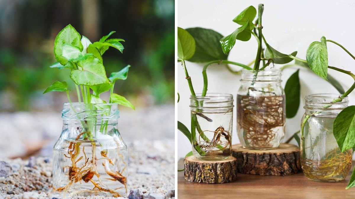 Grow Plants with Just Water — No Soil Needed!