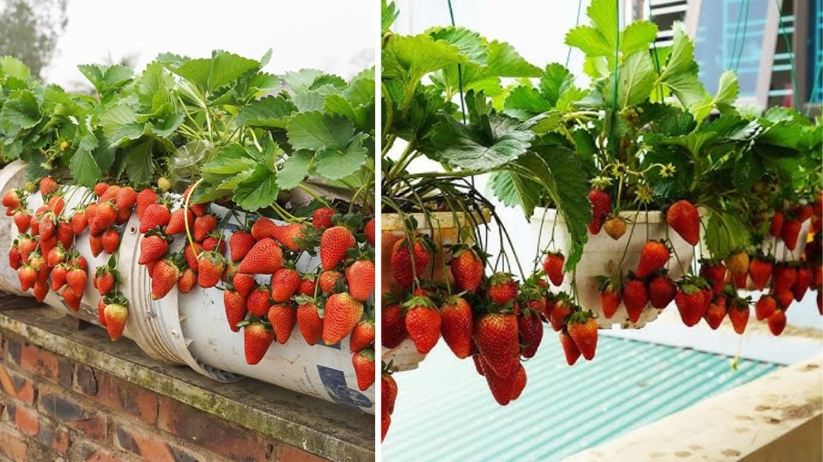 Turn Containers Into a Home Strawberry Farm With Fresh, Sweet, Juicy Harvests All Year Round Using Simple, Low-Cost Gardening Techniques