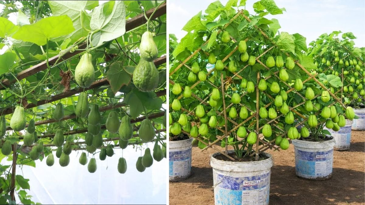 Plastic Container Chayote Method That Produces Dense, Heavy Fruit