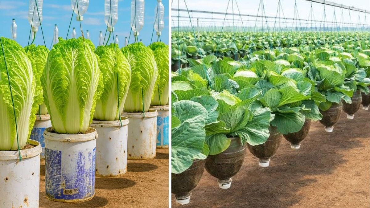 Hanging Bottle Cabbage Method for Big, Fresh, and Healthy Heads
