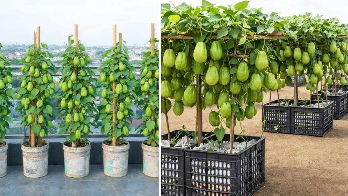 Plastic Container Chayote Method That Transforms a Balcony Farm Into a High-Yield Green Paradise