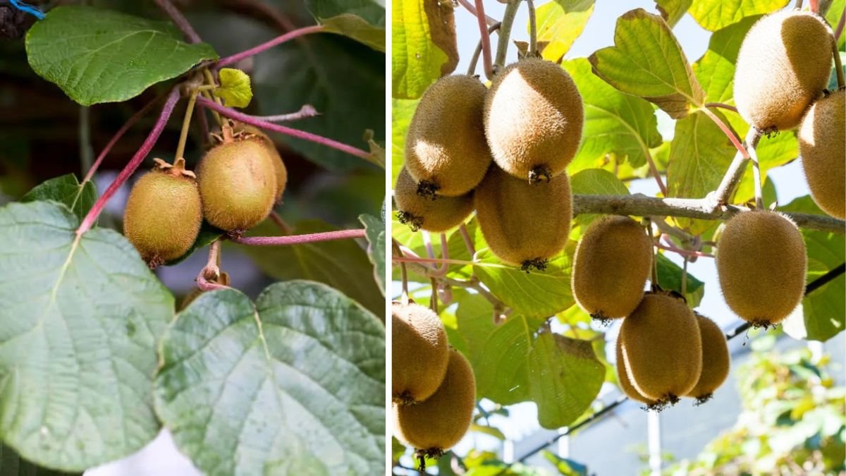 How to Grow Kiwi Plants from Kiwi Fruits at Home: A Complete Step-by-Step Guide to Growing Healthy Kiwi Vines from Seed for Beginners