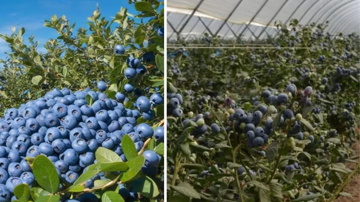 Revolutionizing Modern Agriculture: How HHP Automated Blueberry Picking and Packing Systems Are Transforming Large-Scale Berry Farming