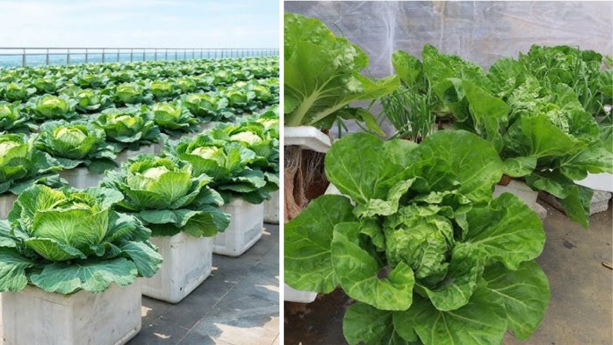 Maximize Yield and Flavor with the Hanging Bottle Cabbage Method for Big, Fresh, Healthy Heads