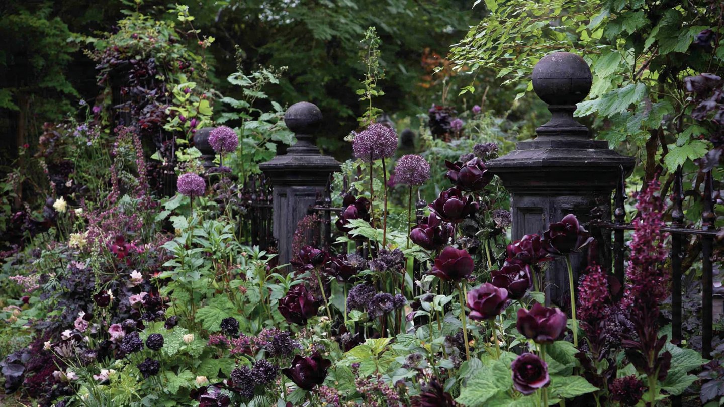How Can You Create a Gothic Garden Featuring Deep Purple and Black Flowers?