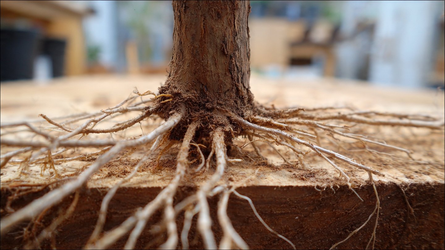 Exploring the Mysterious Link Between Cutting Angle and Root Growth: What Do We Really Know?