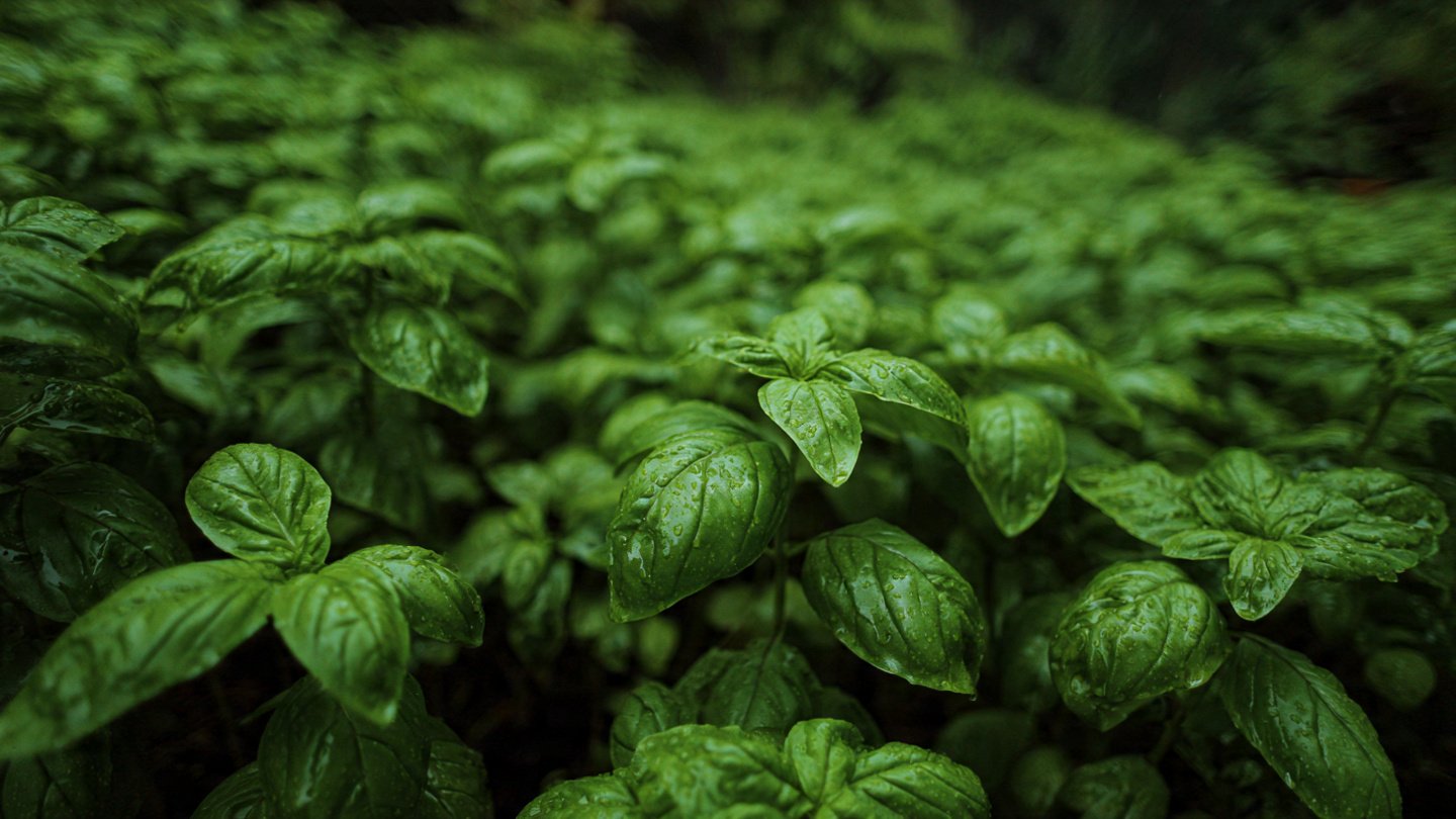 How Can You Transform a Single Store Bought Bunch into a Thriving Forest of Basil?