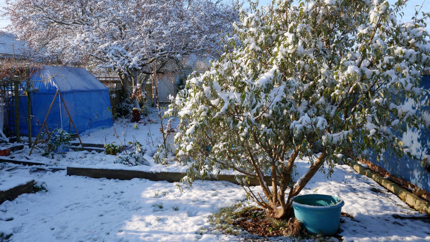How Can A Winter Blanket Save Your Fruit Trees From The Cold?