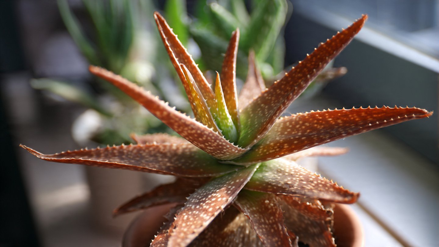 Why Is Your Aloe Vera Turning Brown at the Tips and What Can You Do About It?