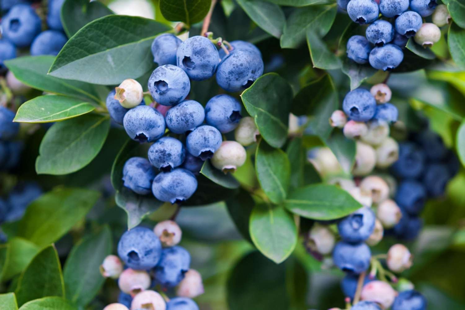 How To Start Berry Bushes From Cuttings—It's Easier Than You Think
