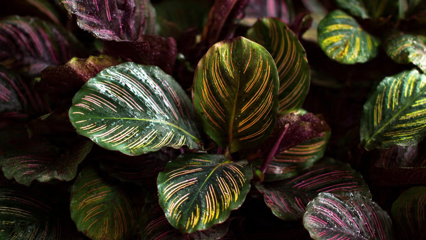 How Can You Boost Humidity for Your Rare Calatheas Effectively?