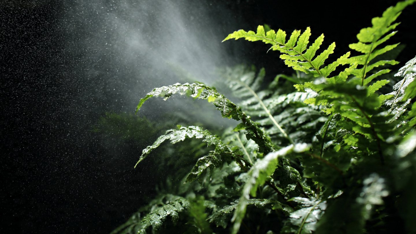 How Can Daily Misting Keep Your Boston Fern Vibrant and Healthy?