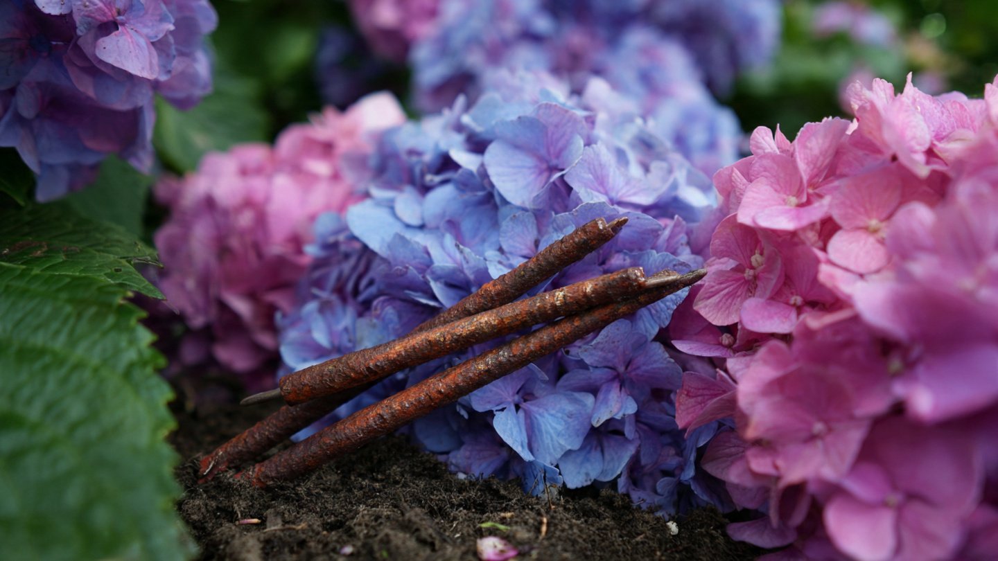 Why Should You Bury Rusty Nails Near Your Hydrangeas?