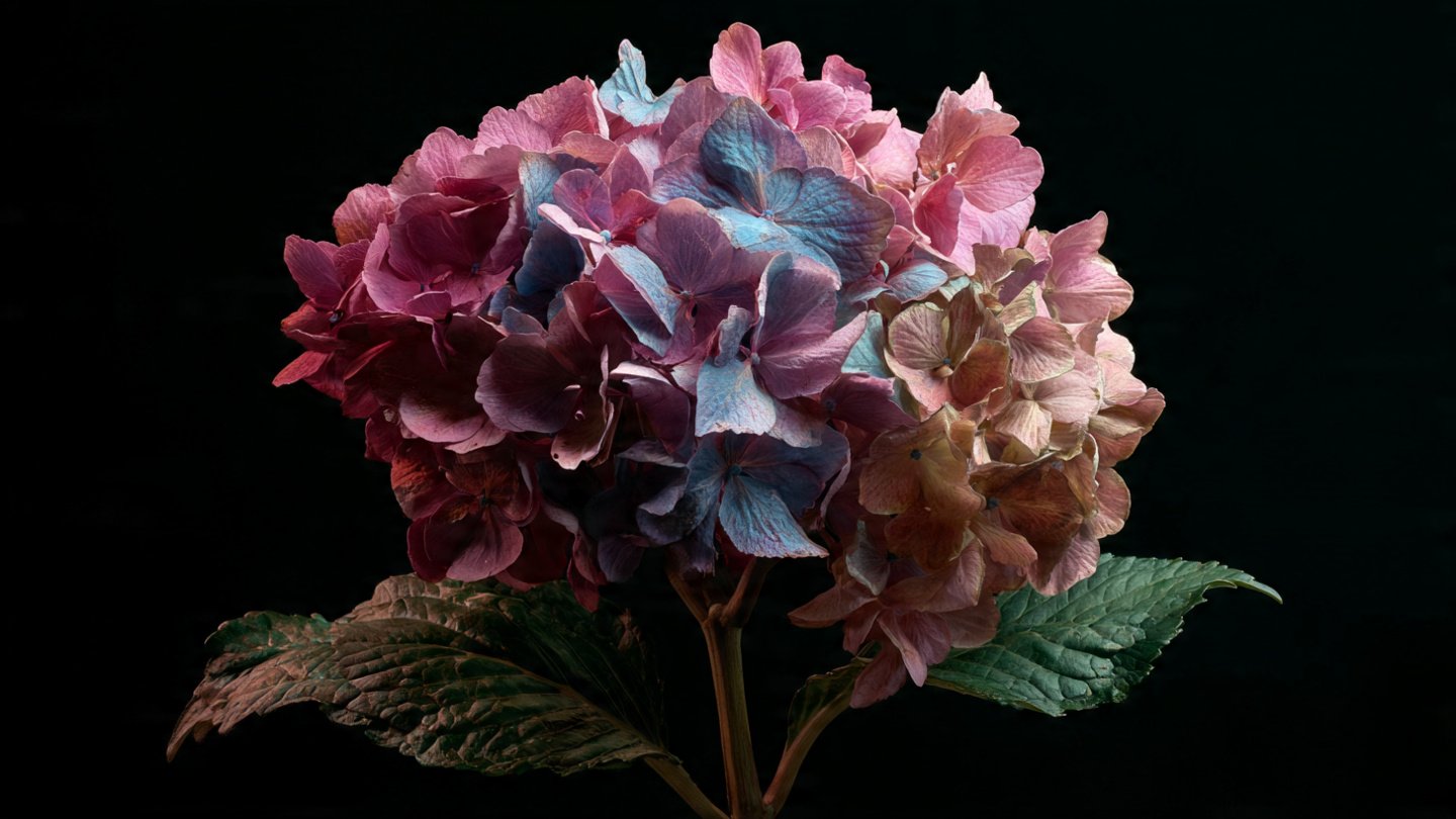 Can You Bring a Crispy Hydrangea Back to Life in Just One Hour?