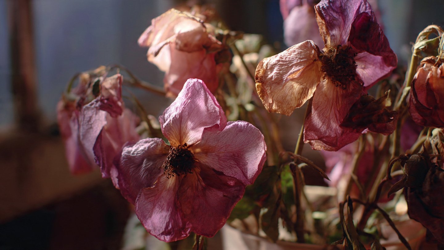 Can You Bring a Wilted Cutting Back to Life in Just One Hour?