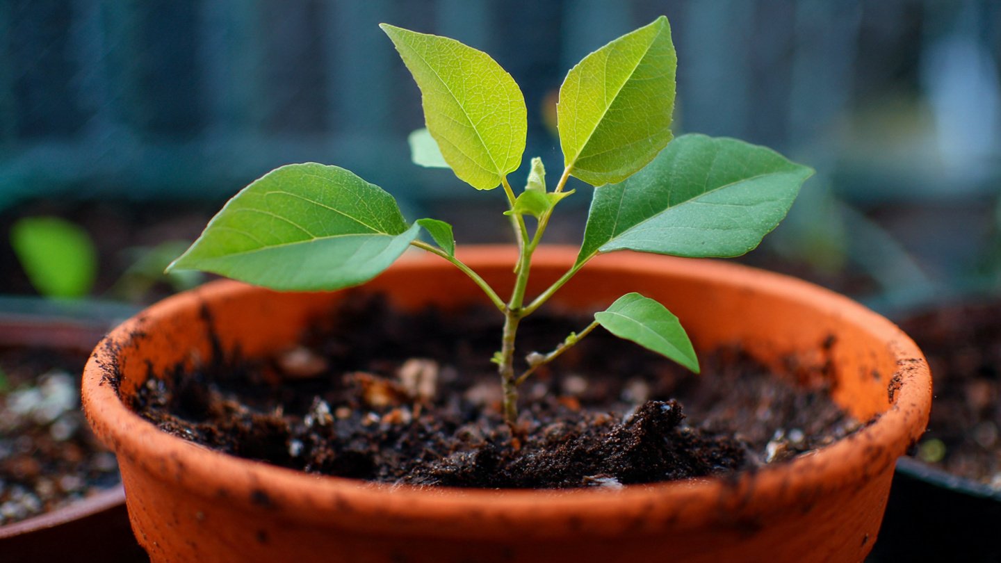 How Can Cinnamon Safeguard Your Young Seedlings?
