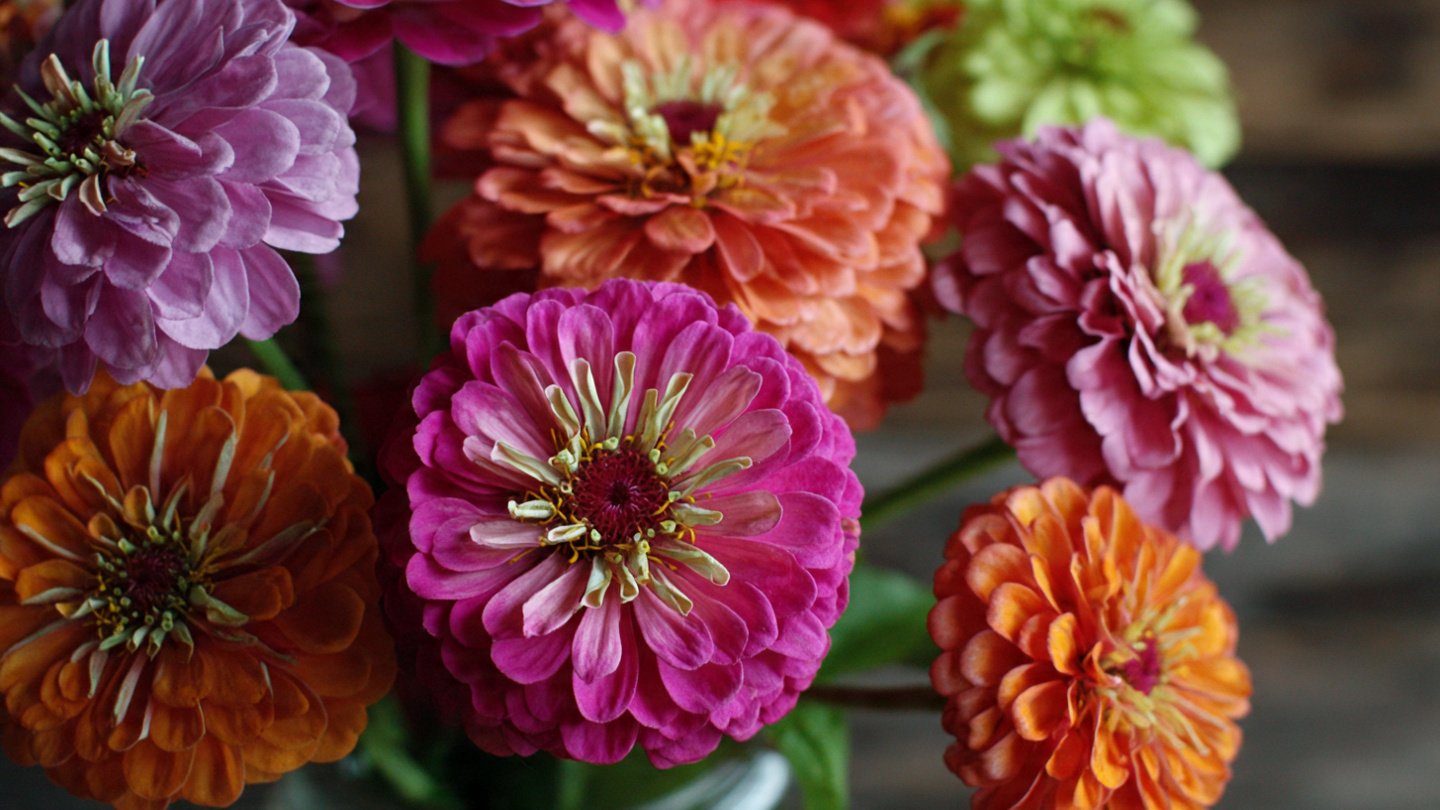 How Can You Create Your Own Unique Zinnia Variety at Home?