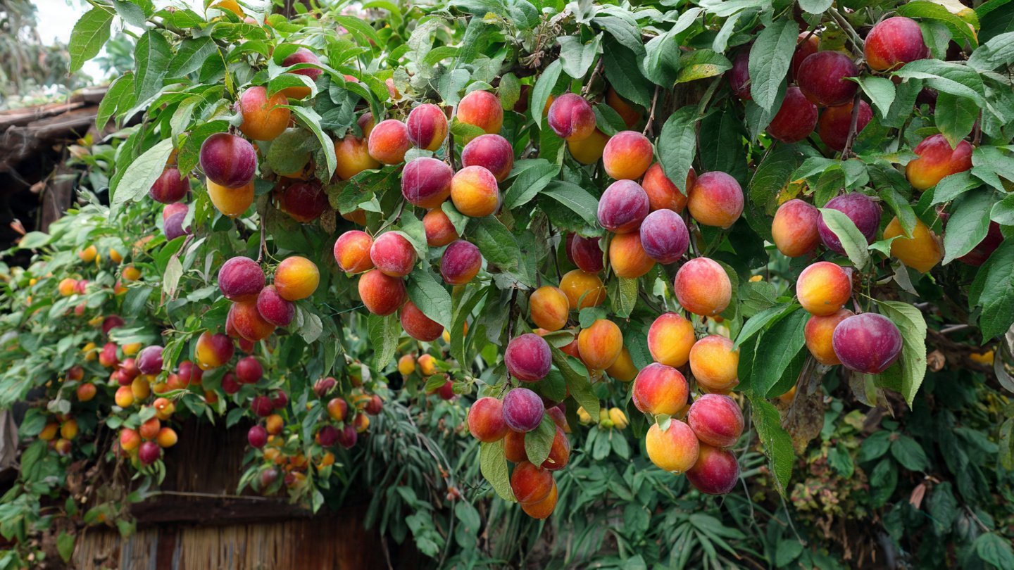 How Can You Cultivate Five Varieties of Fruit from One Multi-Graft Tree?