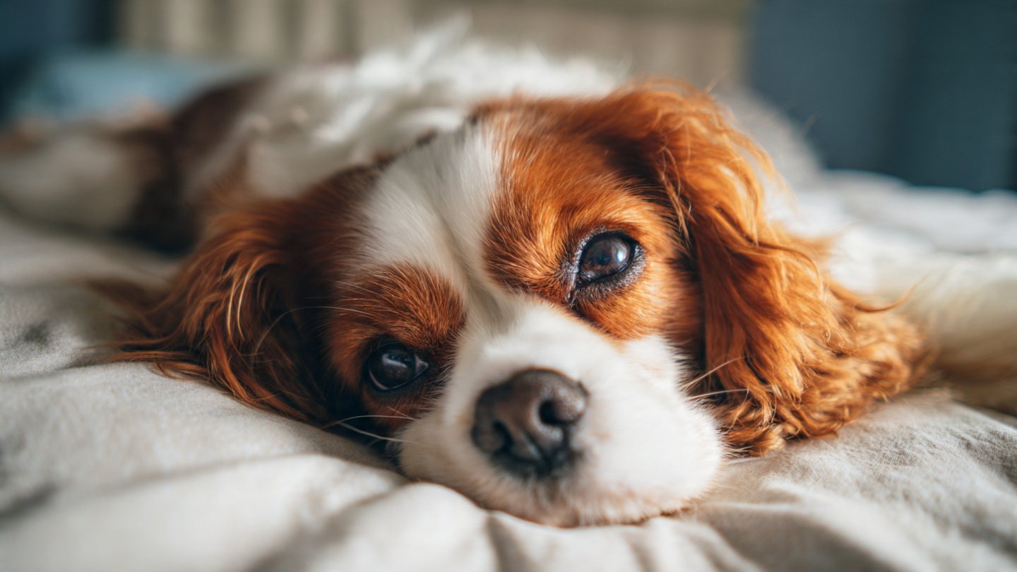 Daily Routines to Enhance Your Pet's Happiness and Health