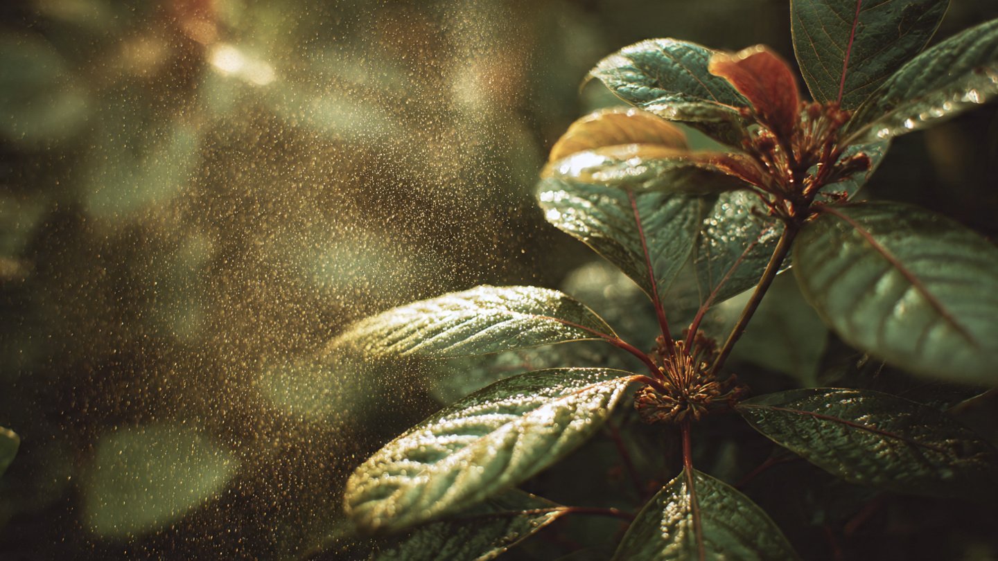 Uncovering the Risks of Allowing Dust to Accumulate on Your Flower Leaves