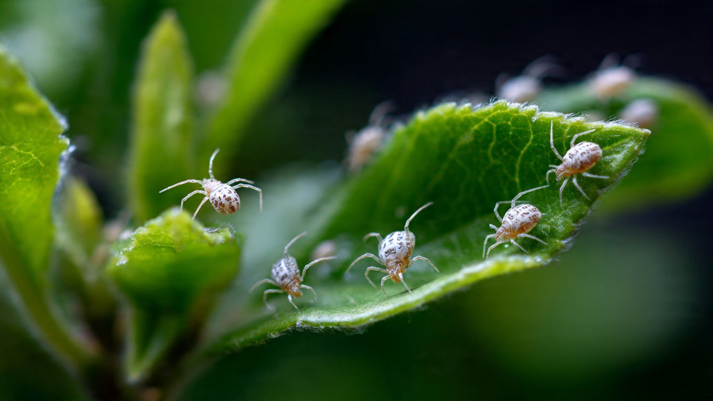 How Can You Eliminate Spider Mites Naturally Without Harsh Chemicals?