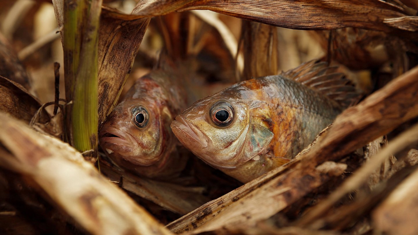 Why Are Experts Burying Fish Heads Under Corn Stalks?
