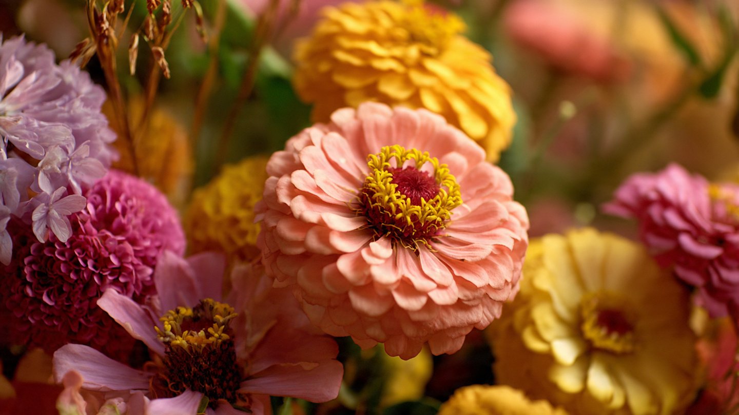 Flowers You Should Never Deadhead (And Why)