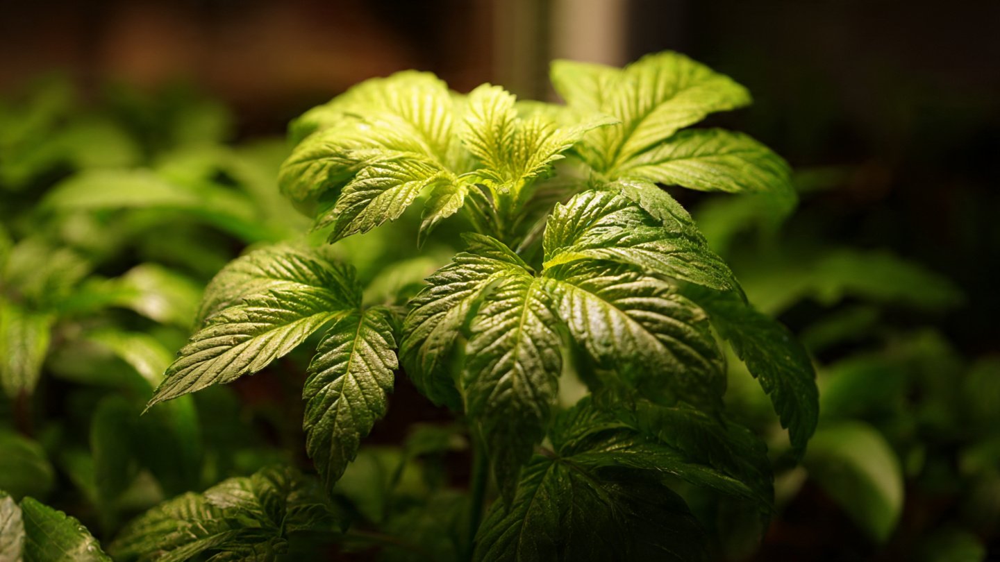 How to Grow Lush, Healthy Leaves in Low Light