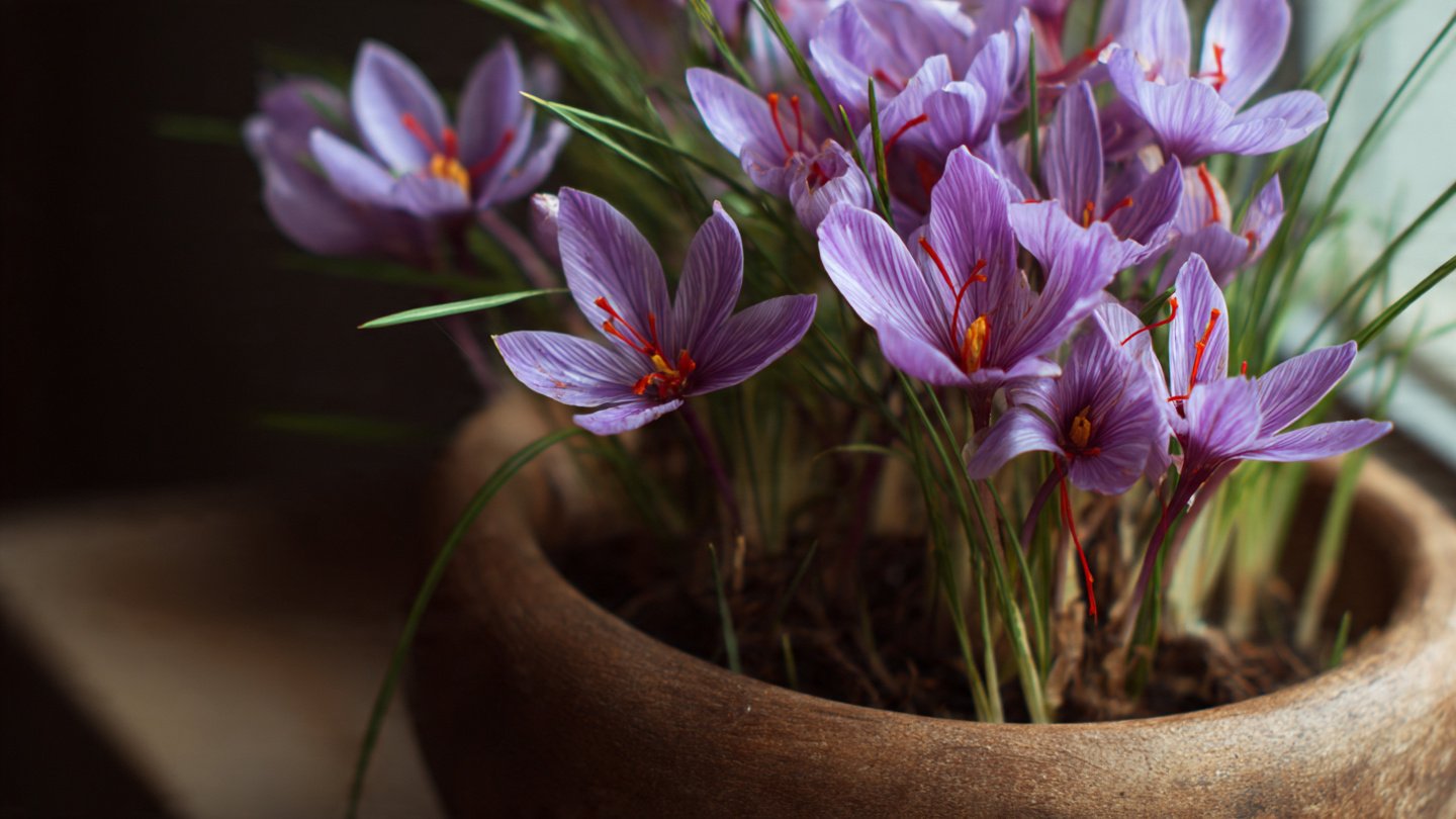 How to Grow Saffron at Home on a Budget