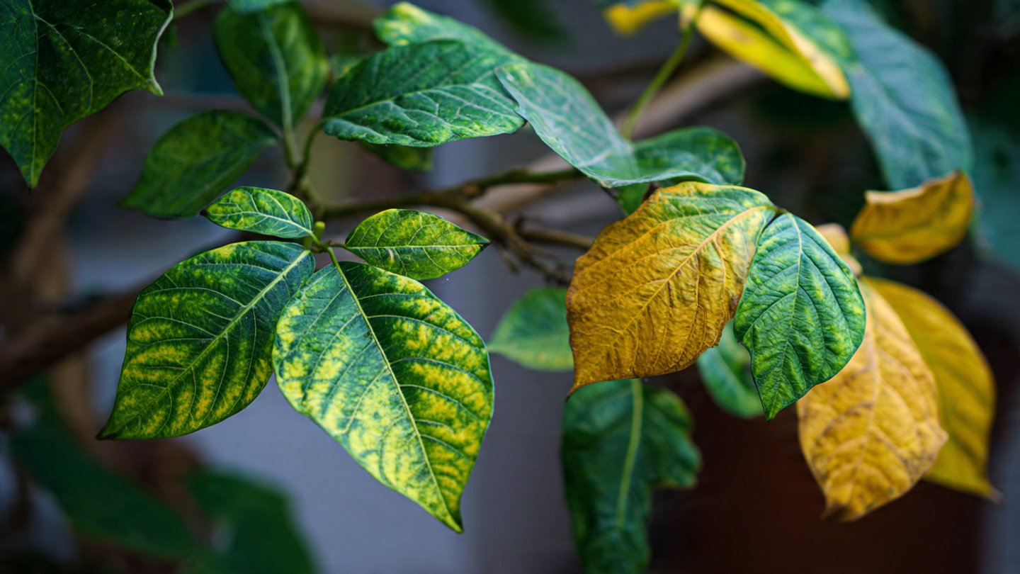 Why Are Your Hibiscus Leaves Turning Yellow While the Veins Remain Green?