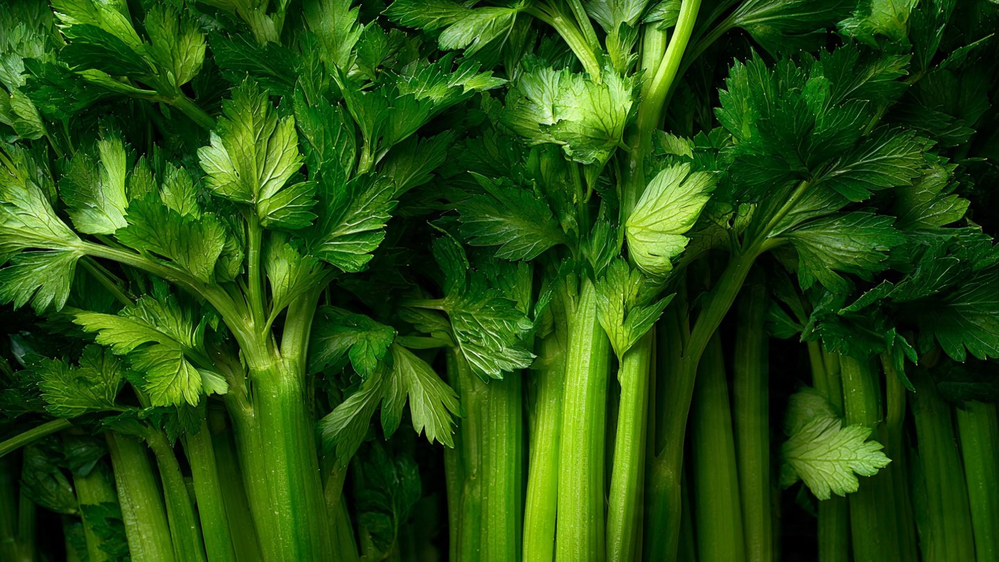 How Can You Grow Celery That Is Tender and Sweet?