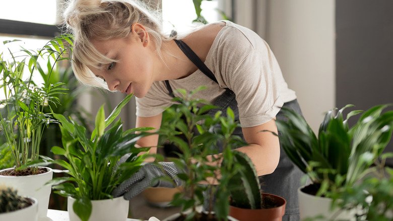 The Stunning Sub-Tropical Plant That Can Thrive When Grown Indoors