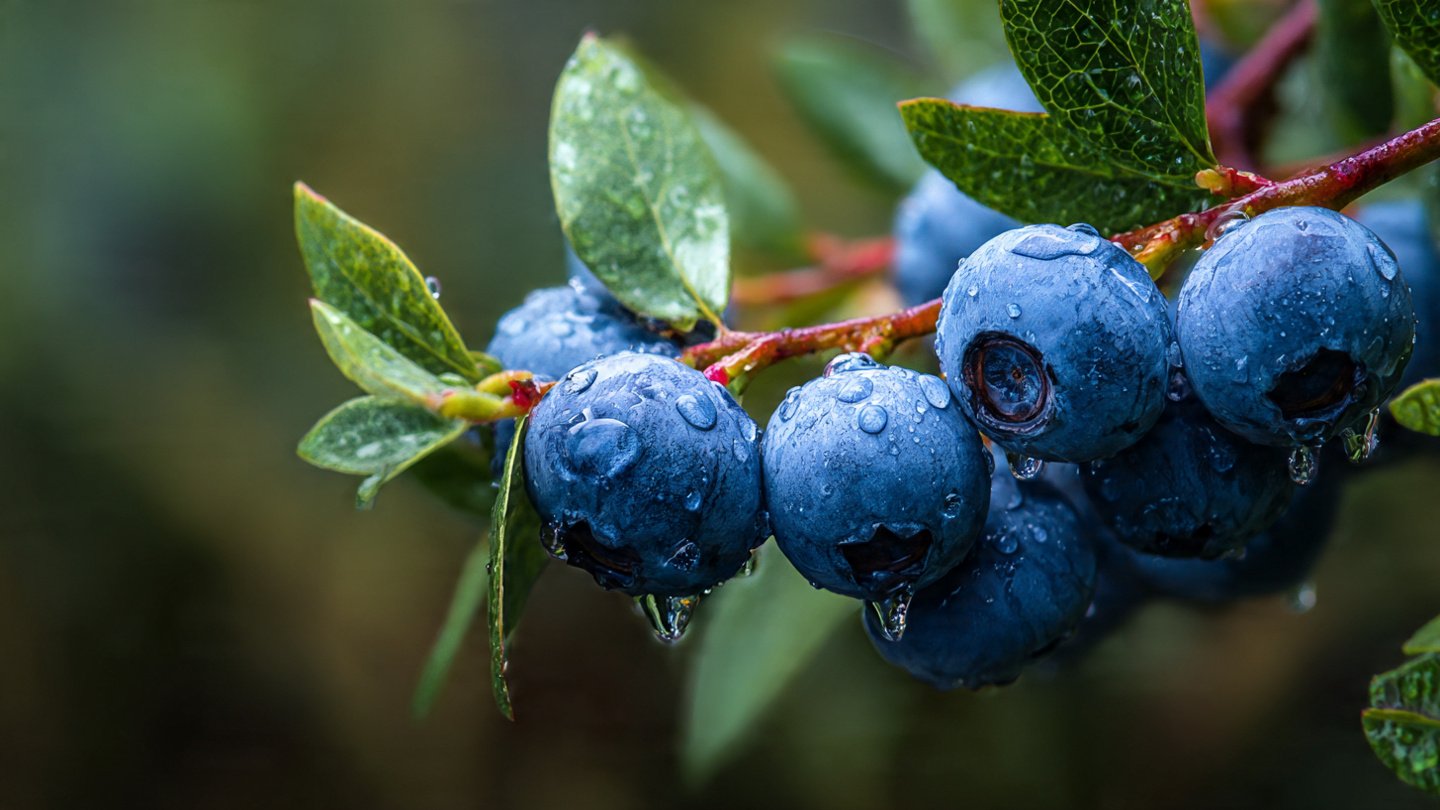 Is Your Soil Too Alkaline for Blueberries? Discover the Hidden Sign!