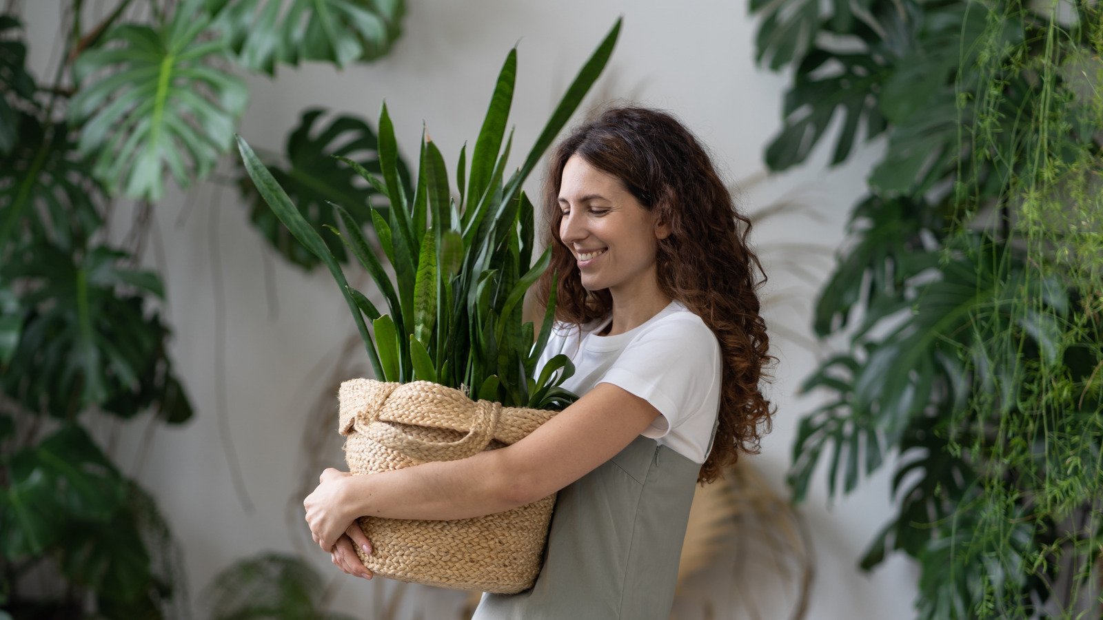 Keep Your Snake Plant Flourishing Year-Round With An Easy Care Tip Everyone Forgets