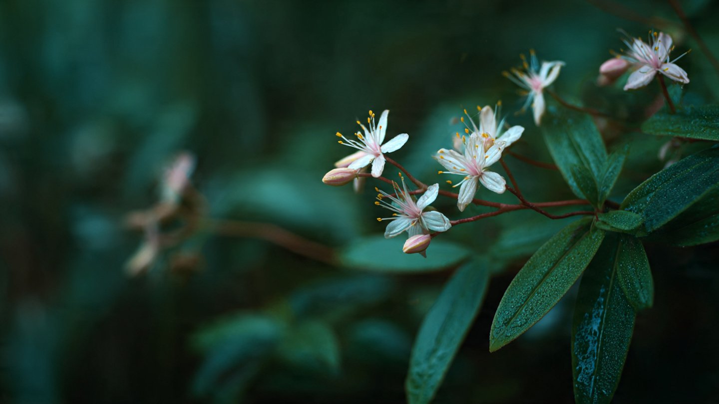 How Can You Promote Leaf Growth on Leggy Flowers Effectively?